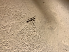 Anstenoptilia marmarodactyla