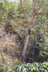 Melanerpes aurifrons