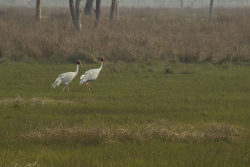 Sarus Crane (Antigone antigone), photo 7