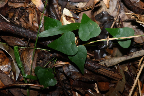 Image of Echinostephia aculeata by (c) Greg Tasney, some rights reserved (CC BY-SA)