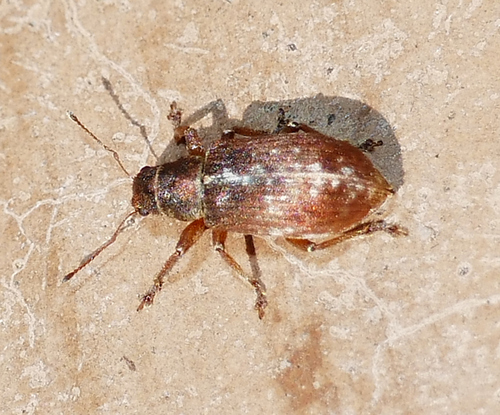 Rusty Pineneedle Weevil photo 5