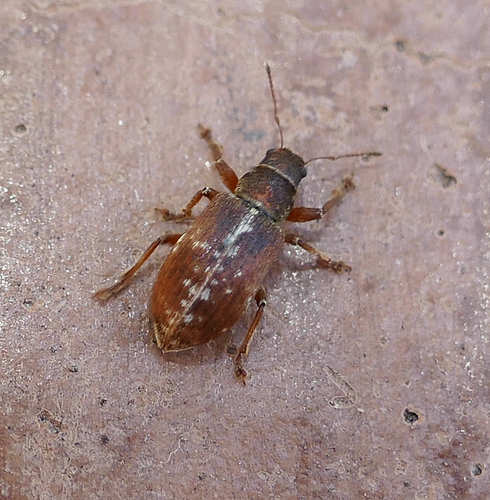 Rusty Pineneedle Weevil photo 4