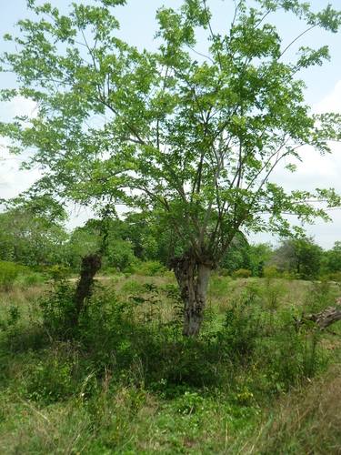 Fence Post Tree