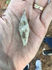 Callosamia promethea