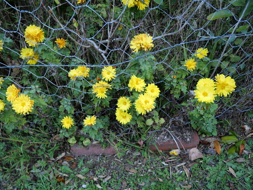 Crisântemo