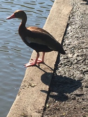 Dendrocygna autumnalis