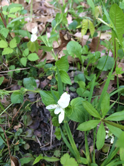 Viola