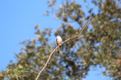 Tyrannus forficatus