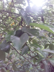 Artocarpus lacucha