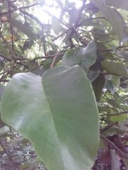 Artocarpus lacucha