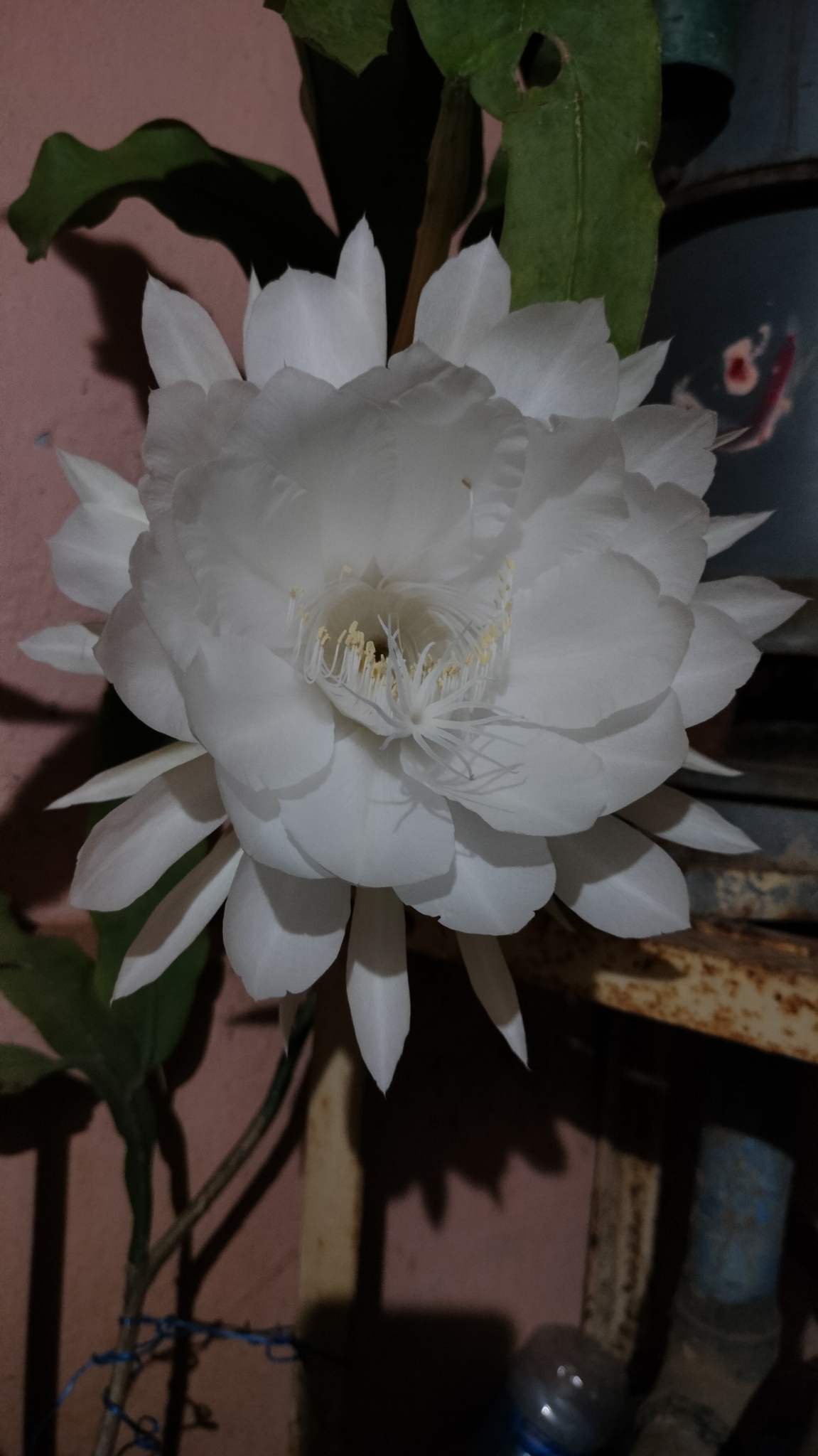 Imagem de Dama-da-Noite ou Cacto-Orquídea