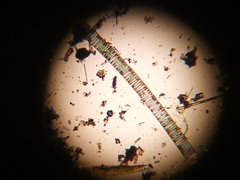 Fragilaria