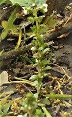 Veronica serpyllifolia serpyllifolia