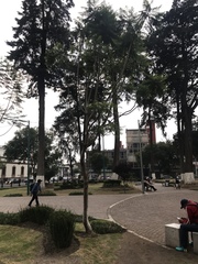 Jacarandeae