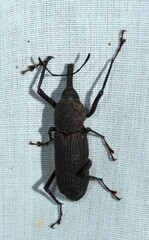 Rhinostomus barbirostris image