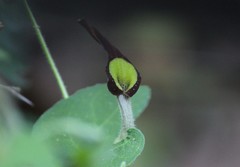 Aristolochia pentandra