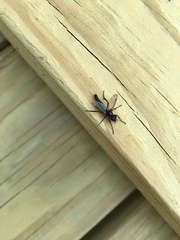 Bibio femoratus