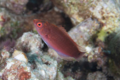 Cirrhilabrus beauperryi