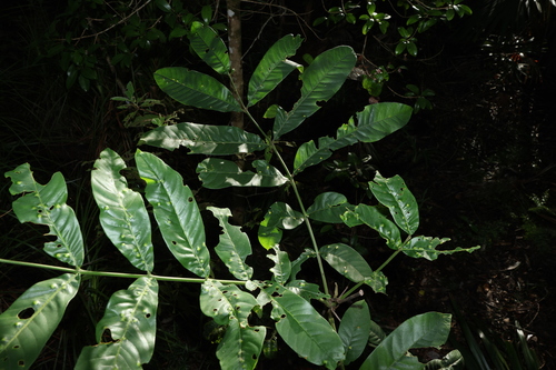 Image of Flindersia schottiana by (c) Greg Tasney, some rights reserved (CC BY-SA)