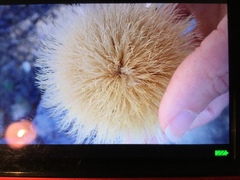 Carlina acanthifolia