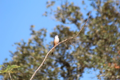 Tyrannus forficatus