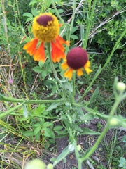 Helenium flexuosum