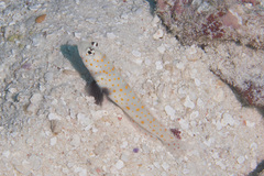 Amblyeleotris guttata