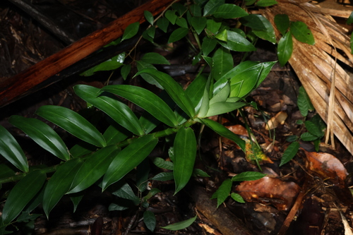 Image of Freycinetia scandens by (c) Greg Tasney, some rights reserved (CC BY-SA)