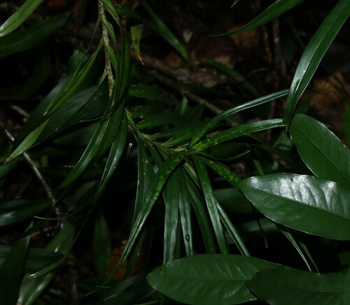 Image of Freycinetia excelsa by (c) Greg Tasney, some rights reserved (CC BY-SA)