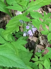 Hydrophyllum virginianum