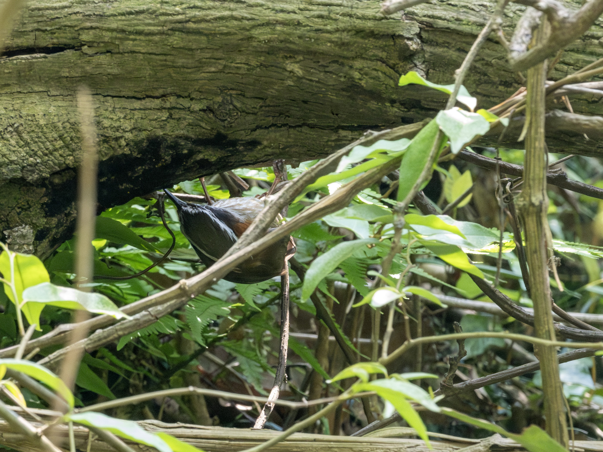 Streak-breasted Scimitar Babbler