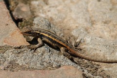 Sceloporus variabilis marmoratus