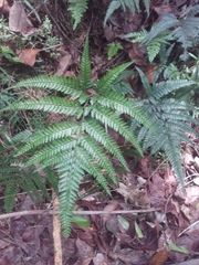 Arachniodes rhomboidea