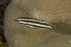 Halichoeres prosopeion