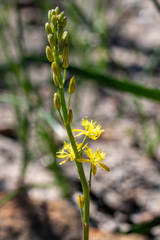 Bulbine favosa