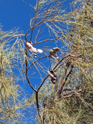 Image of Acacia peuce by (c) Gary Dickson, some rights reserved (CC BY)