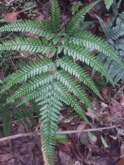 Arachniodes rhomboidea