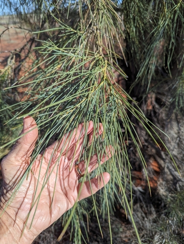 Image of Acacia peuce by (c) Gary Dickson, some rights reserved (CC BY)