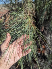(c) Gary Dickson, some rights reserved (CC BY) Acacia peuce, photograph (c) Gary Dickson, some rights reserved (CC BY)