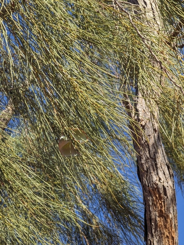 Image of Acacia peuce by (c) Gary Dickson, some rights reserved (CC BY)