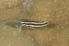 Halichoeres prosopeion