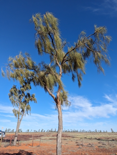 Image of Acacia peuce by (c) Gary Dickson, some rights reserved (CC BY)