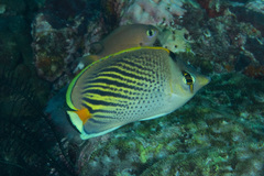 Chaetodon pelewensis