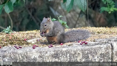 Perny's Long-nosed Squirrel