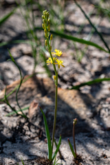Bulbine favosa