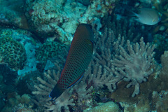 Pseudodax moluccanus