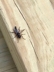 Bibio femoratus