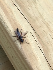 Bibio femoratus