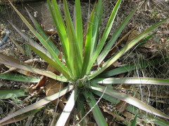 Agave filifera