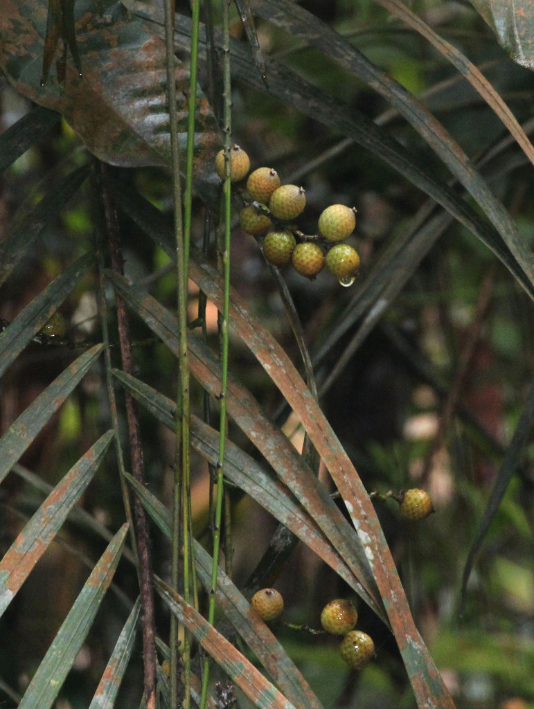 Calamus diepenhorstii